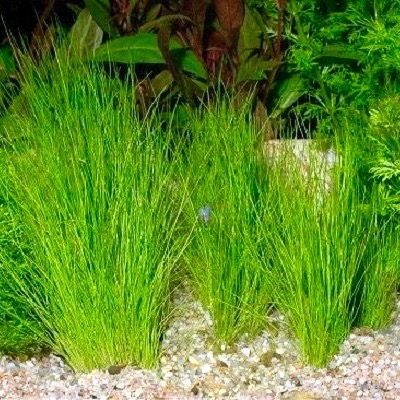 Eleocharis parvula in pot